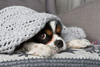 Pet-friendly